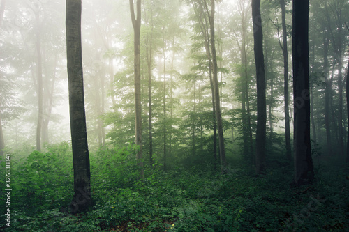 misty forest natural landscape  rainy weather in green woods