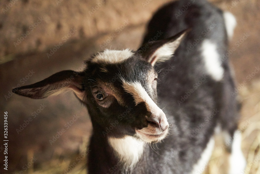 Fototapeta premium Black and white goat in barn. Domestic dwarf goat in the farm.