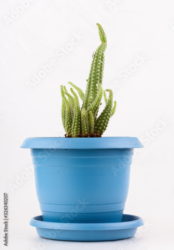cactus in blue pot, flower pot with cactus