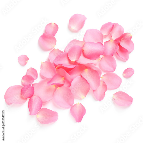 Fresh pink rose petals on white background, top view