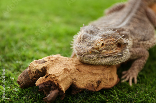 Bearded lizard (Pogona barbata) and tree branch on green grass, closeup. Exotic pet