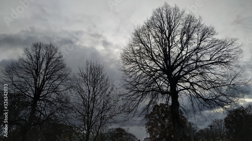 Black trees against the background of the dark sky