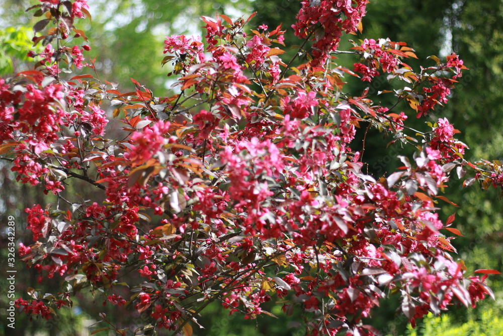 flowering apple trees in the spring garden fuchsia flowering apple trees in the spring garden fuchsia
