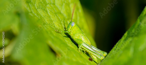 Hedge Grasshopper also known as Valanga irregularis photo