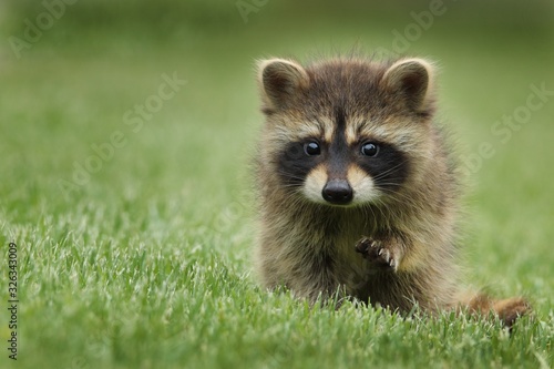 Billede på lærred red fox in the grass