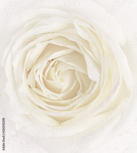 Soft focus  abstract floral background  white rose flower. Macro flowers backdrop for holiday brand design