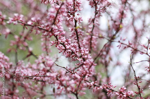 pink sakura blossoms in a spring garden, close-up © Alina