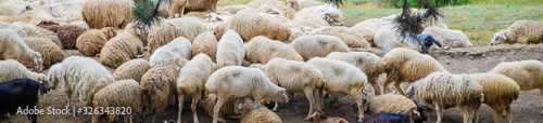 Flock of sheep in the mountains. Travel in Georgia. Selective focus. photo