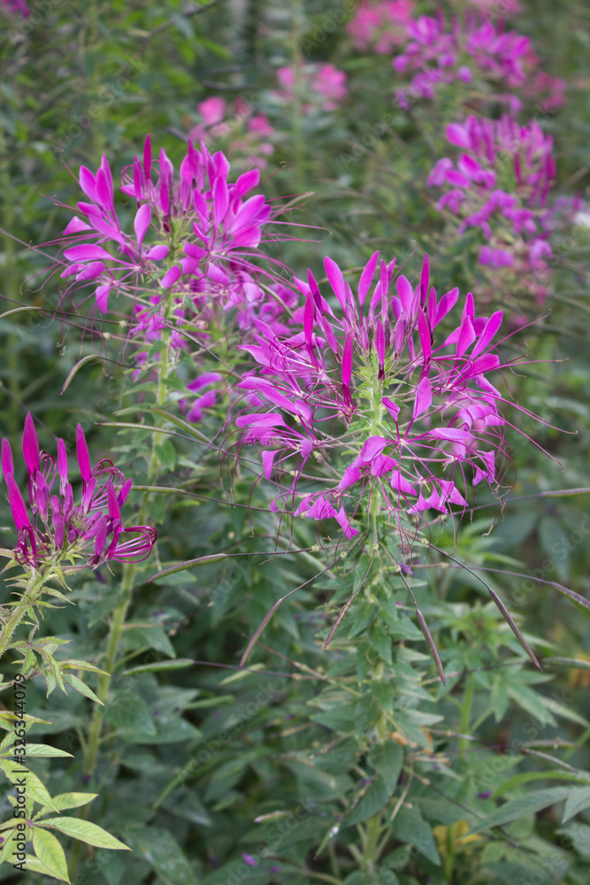 The gardren flower Cleome spinosa The gardren flower Cleome spinosa