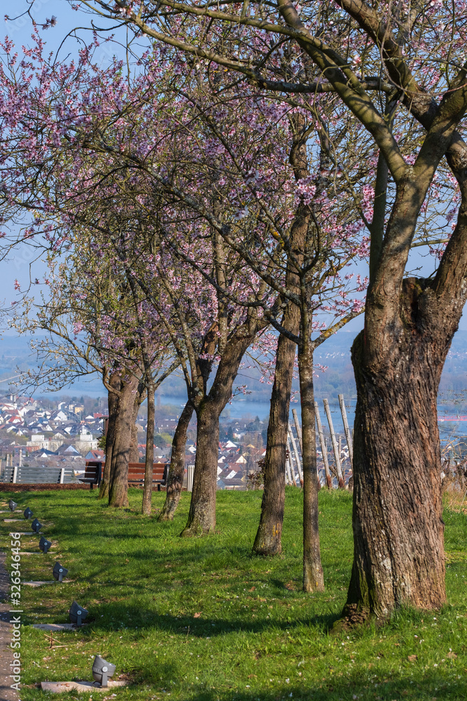 Blühende Mandelbäume entlang eines Weges im Rheingau/Deutschland