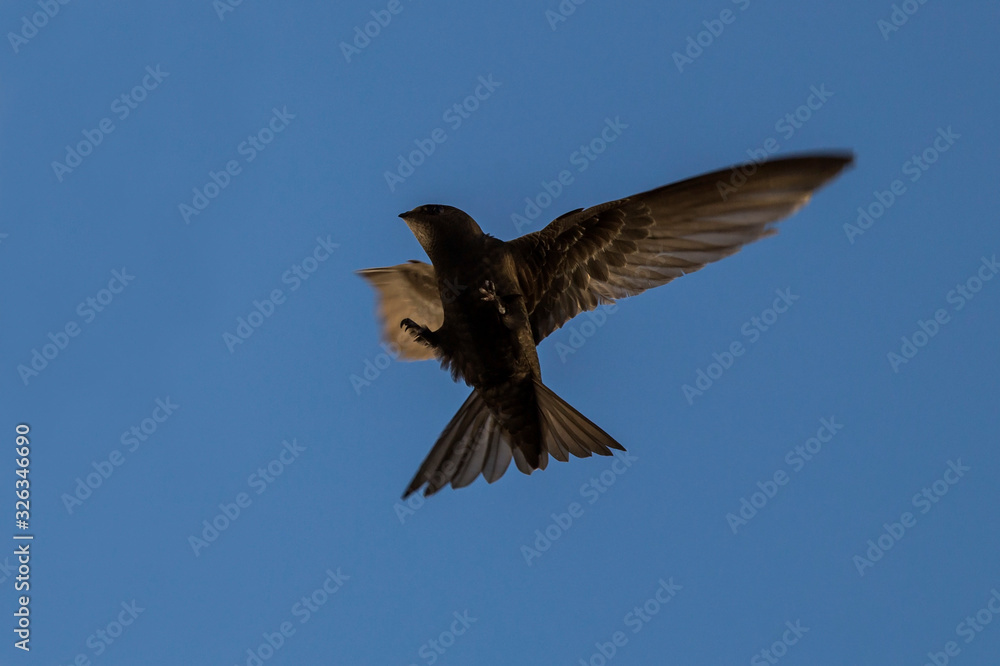 Obraz premium Flying swift. Common Swift (Apus apus).