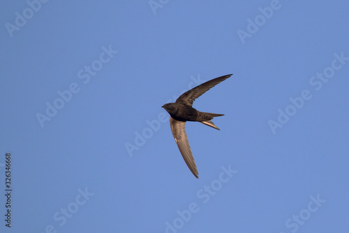 Flying swift. Common Swift (Apus apus).