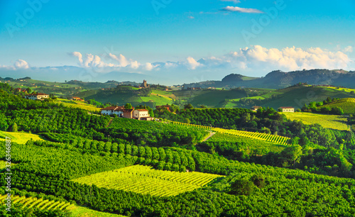 Fototapeta Naklejka Na Ścianę i Meble -  Langhe vineyards and hazel tree cultivation. Serralunga Alba, Piedmont, Italy Europe.