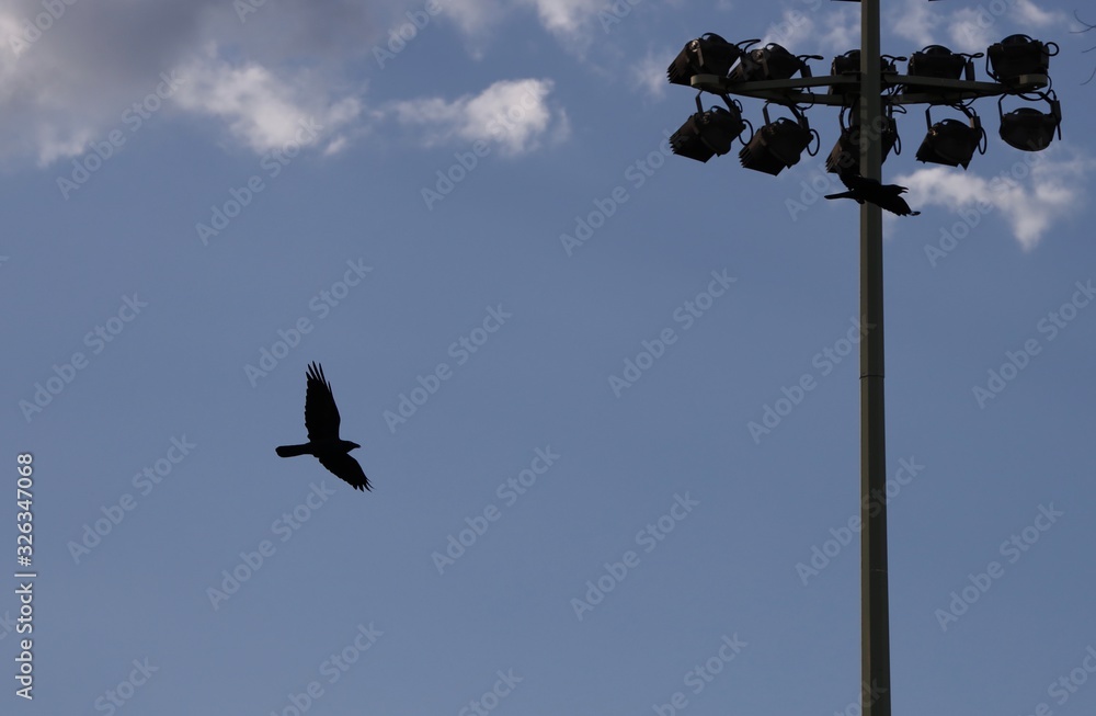 Crow flying over a Sydney park with blue skies and white clouds as the background Crow flying over a Sydney park with blue skies and white clouds as the background