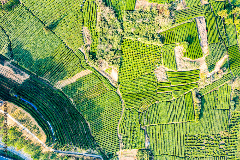 Aerial view shot of green tea plantation