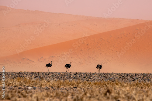 Ostrich in desert NAmibia © Martin