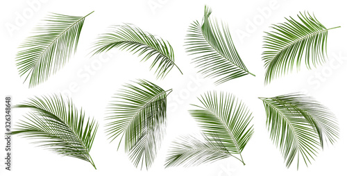 Set of tropical leaves on white background