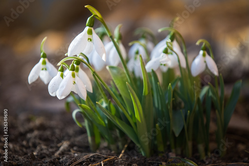 Spring snowdrops in the forrest
