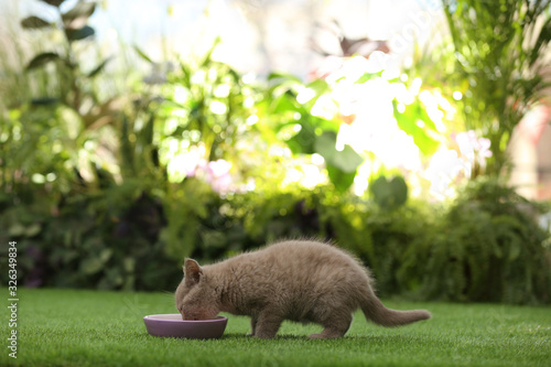 Scottish straight baby cat eating from bowl on green grass