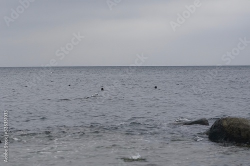 Grey seals peeking out the wild waters of the baltic sea at Cape Arkona, island Rugia, Baltic Sea, Germany 