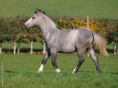 Trotting Welsh Pony © Nigel Baker