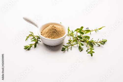 Bacopa monnieri herb plant or Ayurvedic Brahmi plant with powder in a bowl, selective focus