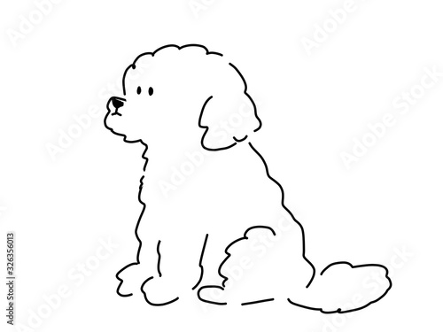 Toy poodle drawn with pen