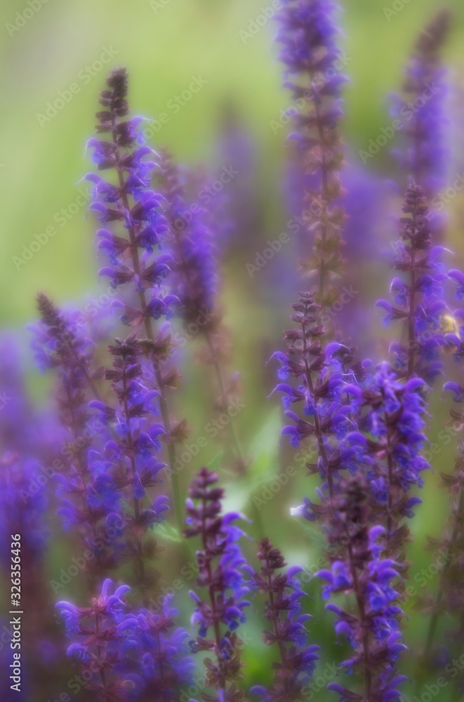 Fototapeta premium Blühender Salbei