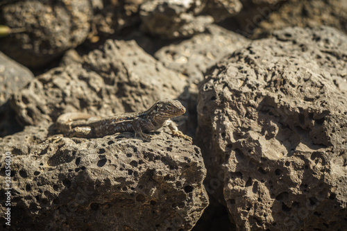 Lizard Tizón. Endemic lizard of the Canary Islands.