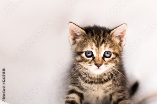 grey little cat on white background. Portrait of a little kitten.