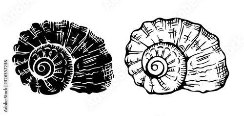 Set of two engraving Nautilus seashells on white background.  Black and white vector illustration