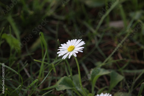 little daisy