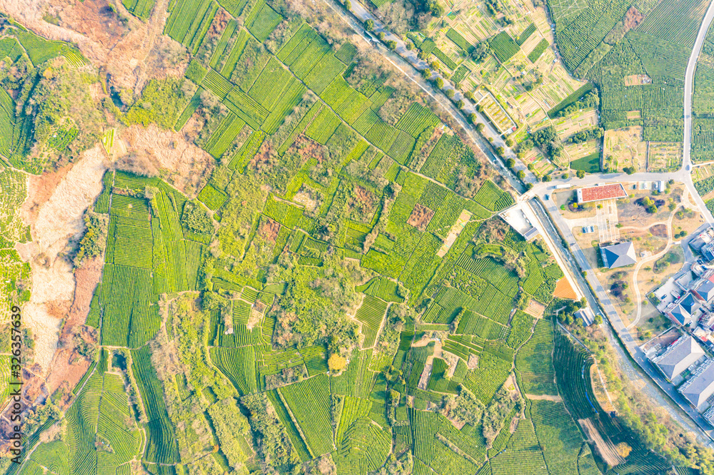 Fototapeta premium Aerial view shot of green tea plantation