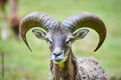 Mouflon Male Head Closeup (Ovis Orientalis)	