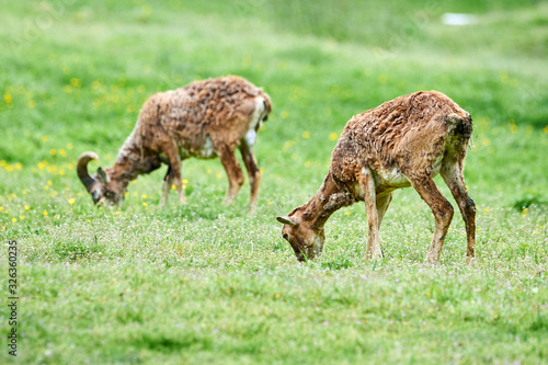 Mouflon Male and Female eating Grass  Ovis Orientalis  