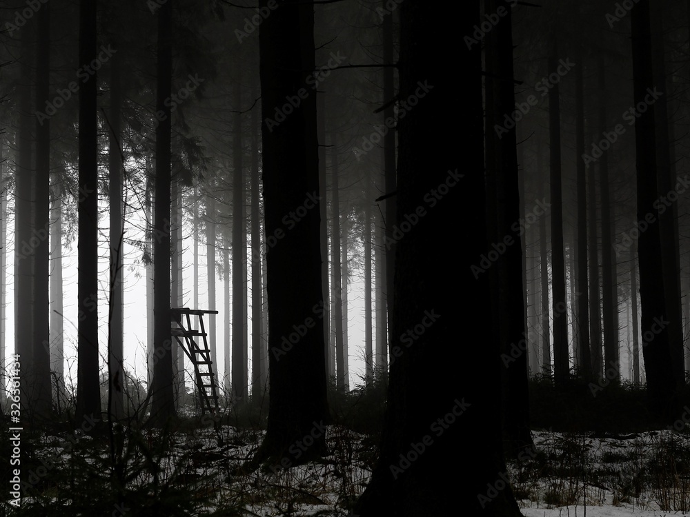 Naklejka premium Dark Woods