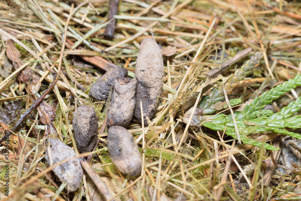 Rattenkot Detail Makro