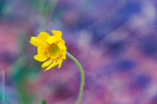 Stemless woollybase (Hymenoxys acaulis), Arches National Park, Utah, United States of America, North America photo