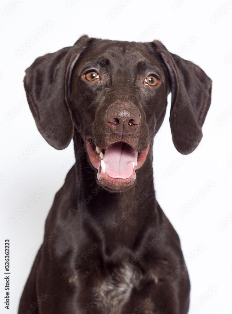 brown dog looking at the camera