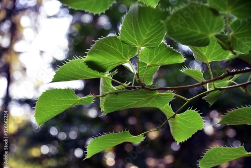 Fotografie Zahn-Linde Tilia henryana China Blätter - Henry's Lime China leaves