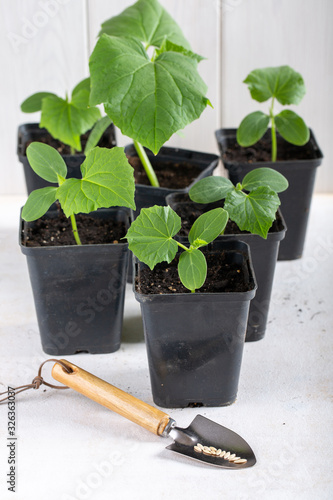 Young cucumber seedlings in a black flower pots on white background. Gardening concept.