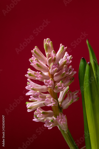 Light pink hyacinth on dark red background. Greeting card template