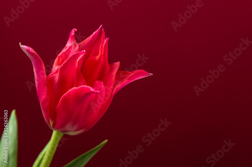 Red tulip on dark red background. Greeting card template.
