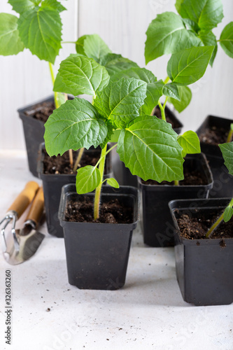 Young tomatillo seedlings (Mexican husk tomato, Physalis philadelphica, Physalis ixocarpa, Vegetable physalis) in a black flower pots on white background. Gardening concept.
