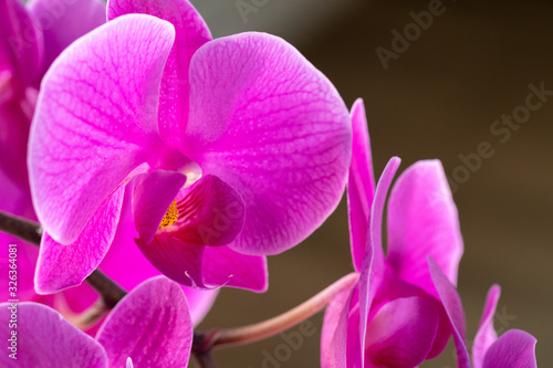 Beautiful purple  Orchid flowers on a branch hanging in the air