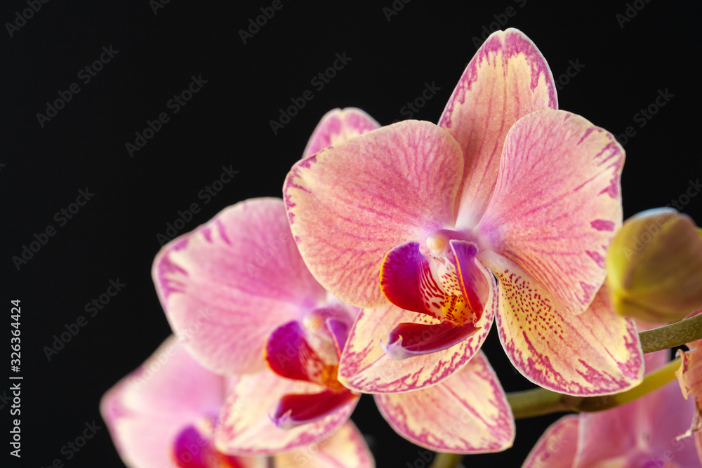 Still life with beautiful orchid flowers on black background close up Still life with beautiful orchid flowers on black background close up