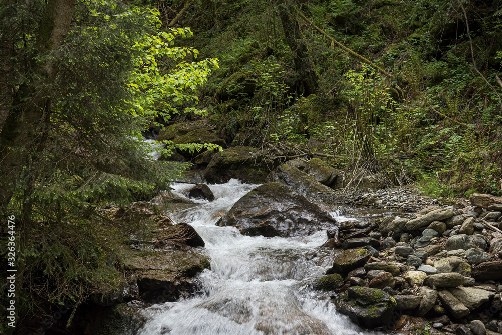 Bach im Wald Bach im Wald