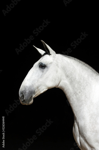 Portrait of a white Spanish purebred mare