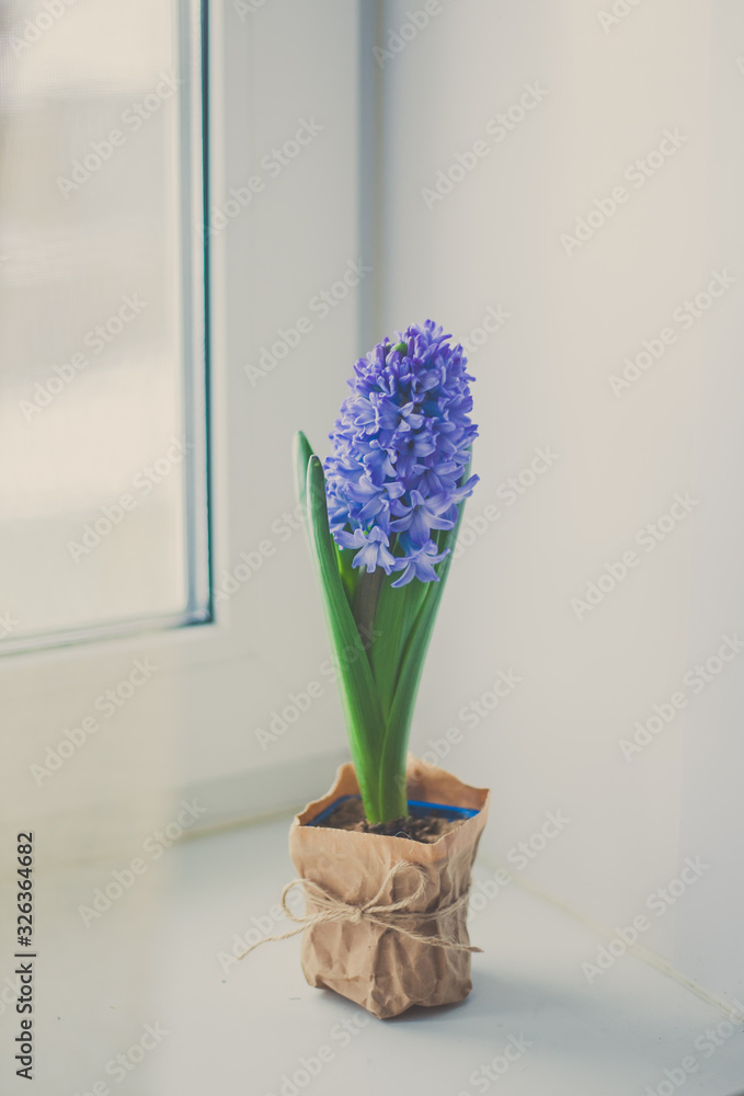 blue flower potted by the window