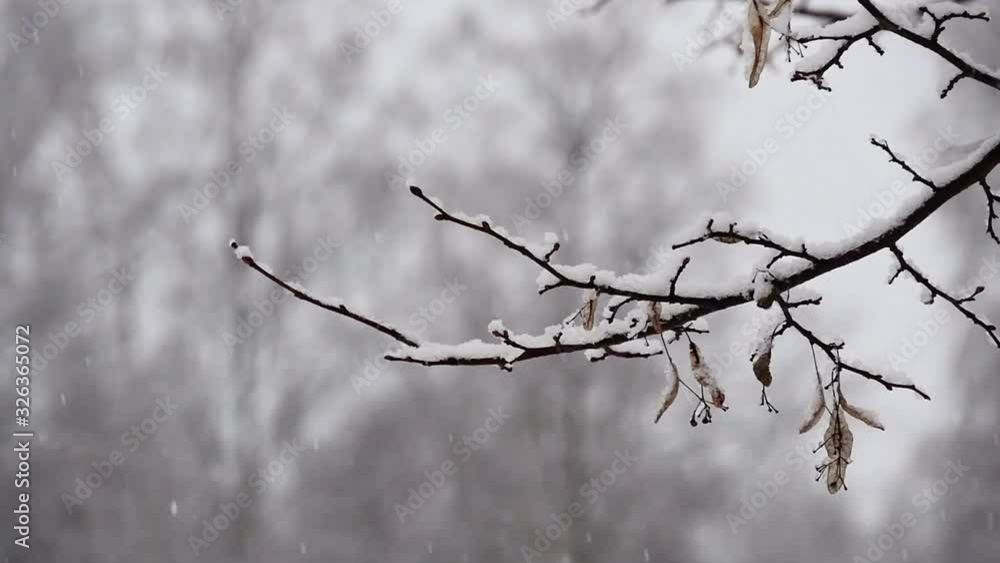 In bitter winter, branches covered with fallen snowflakes with a blurred background In bitter winter, branches covered with fallen snowflakes with a blurred background